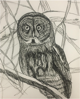 drawing of an owl